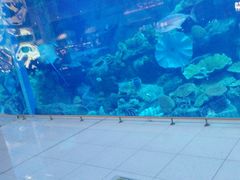 -迪拜水族馆及水下动物园