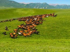 -山丹皇家马场