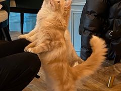 -遇见羊驼·奶狗咖·布偶猫咖·法斗柯基柴犬阿拉斯加(春熙路太古里IFS店)
