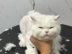 -喵百万·布偶·蓝金金渐层英短·猫舍(百子湾店)