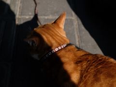 -溪岸路花鸟市场