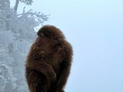 -峨眉山风景名胜区