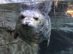 -海合安青岛极地海洋公园