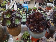 -大自然花鸟鱼虫市场