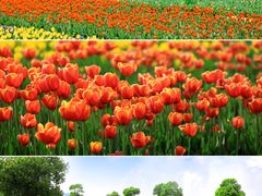 -荷兰花海
