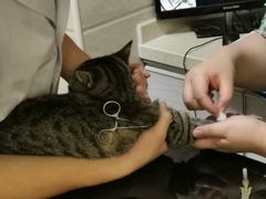 -派特宠物医院(圆融广场店)