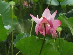-湖畔居茶楼(湖滨店)
