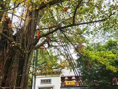 -西湖风景区十里琅珰-五云山