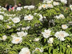 -洛阳市隋唐城遗址植物园