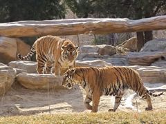 -北京野生动物园