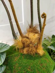 -铂诗玥医美