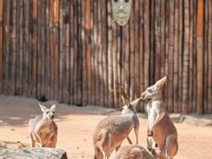 -深圳野生动物园