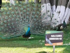 -昆明动物园