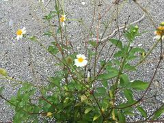 -七星潭蓝天广场
