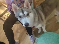 -Husky Go! 哈士奇体验馆·宠物咖啡厅狗咖