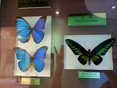 -上海昆虫博物馆