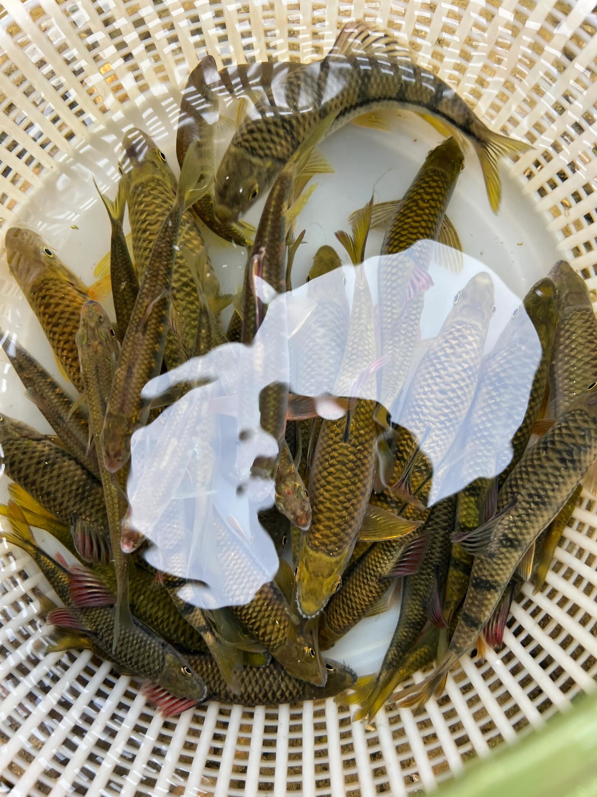 一起来晒鱼 #夏日来这里钓鱼 
简简单单一碗鱼
真的很不错
