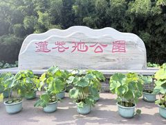 -莲花池公园