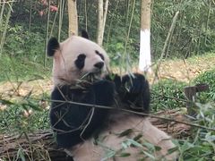 -都江堰中华大熊猫苑