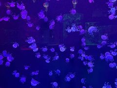 -石家庄极地海洋世界