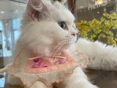 -共舞时光猫咖·狗咖(新街口店)