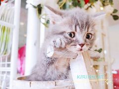 -十年猫舍·猫咪专门店(普陀店)