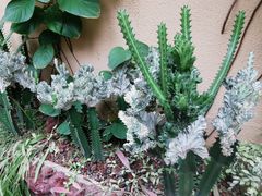 -正佳雨林生态植物园