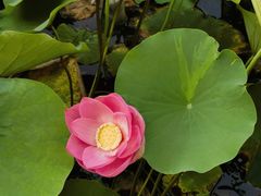 -莲花池公园