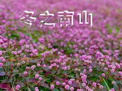 -南山植物园