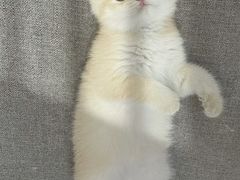 -东方名猫馆·英短金渐层布偶猫舍(环线广场1号楼店)