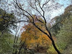 -北京西山国家森林公园