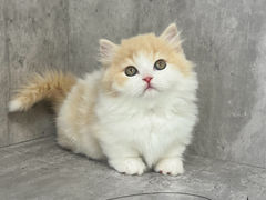 -小猫来了·猫舍(红山六九七九店)