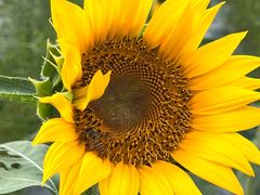 -光明小镇欢乐田园