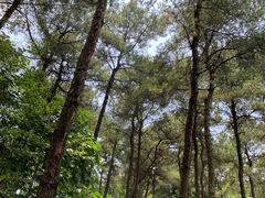 -铁山坪森林公园