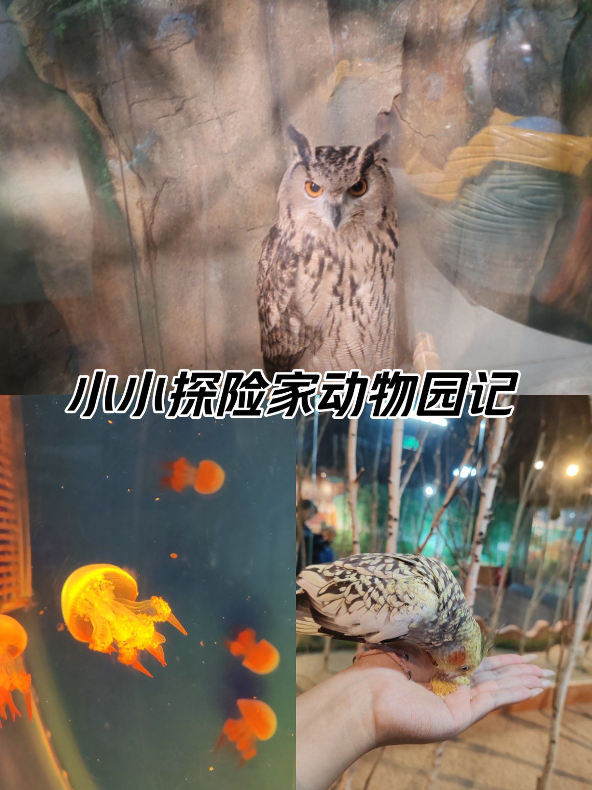 0元玩转这座城
教师节萌宠奇缘活动