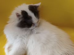 -平行世界·猫咖(首经贸店)