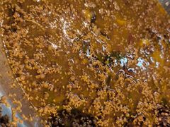 -大河宴·椒麻鱼火锅(北京路中和美食街店)