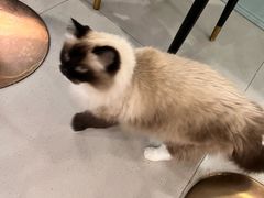 -安格丽娜·狗咖·猫咖羊驼咖(春熙路百盛商场店)