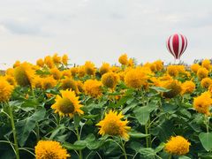 -荷兰花海