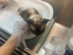 -PETKIT小佩宠物·低压洗护(国顺东路店)