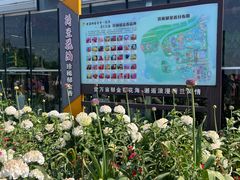 -荷兰花海