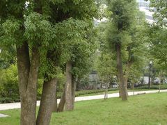 -重庆市江北嘴中央商务区中央公园