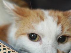 -纳吉亚猫专科动物医院博雅分院