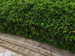 -湖锦酒楼·旗舰店(三阳总店)