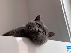 -米苏动物医院·犬猫专科·骨科外科内窥镜