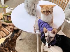 -泰国佛·塔罗·泰牌狐仙古曼