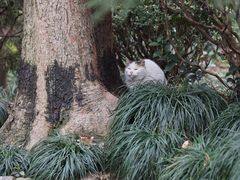 -静安公园(静安寺街道)