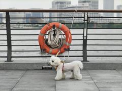 -翊宠yipet猫狗购宠庄园犬舍•猫舍