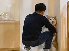-Husky Go! 哈士奇体验馆·宠物咖啡厅狗咖