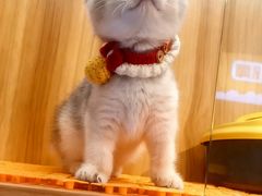 -欣宠猫屋·矮脚拿破仑·蓝金金渐层